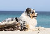 BERGER AUSTRALIEN 342